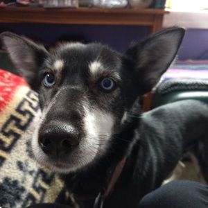 Meet your Posher, Am